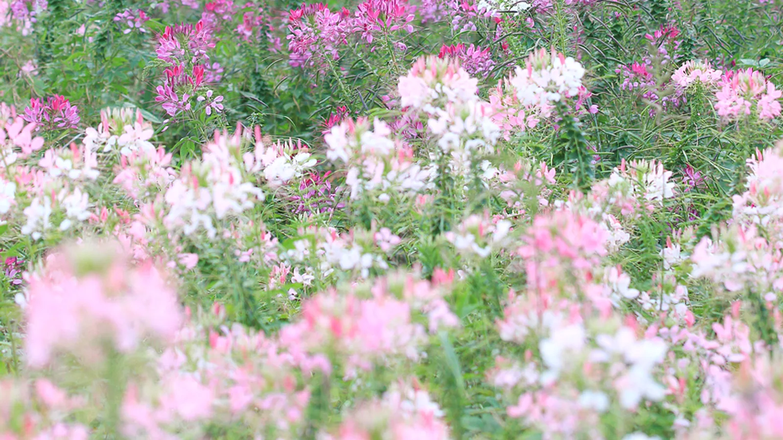 Olympic Park (Lone Tree) (Korea Tourism Organization, cropped and tone-adjusted)