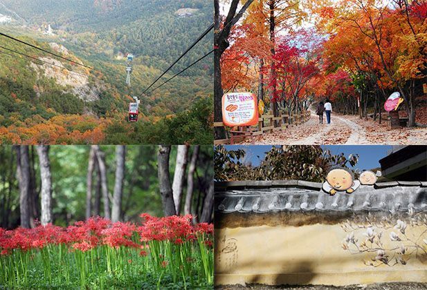 Autumn invitation from Apsan and Arboretum in Daegu