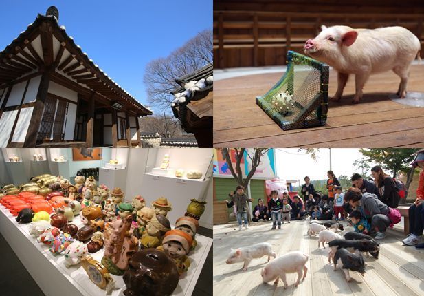 Icheon Pig Museum, where you can enjoy and experience pigs’ stunts