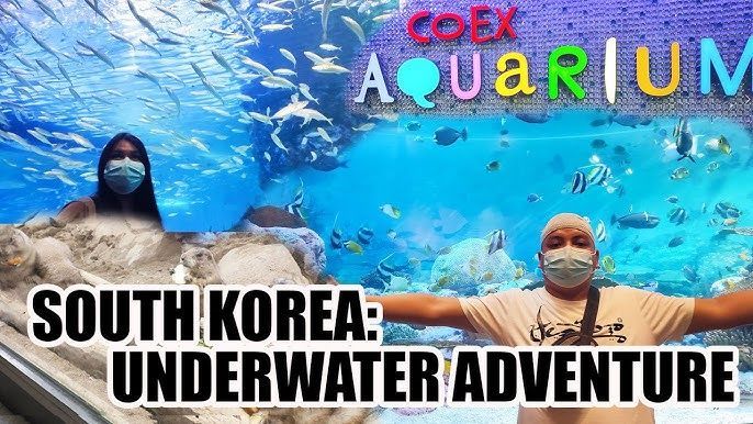 COEX Aquarium: The ultimate underwater adventure in Seoul