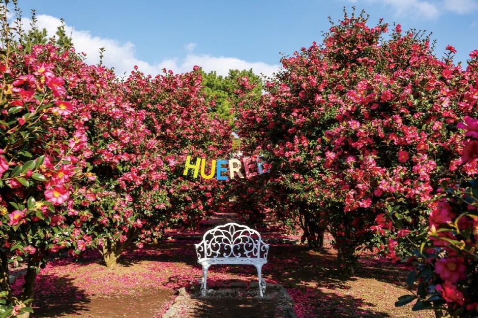 Discover Jeju’s Winter Blooms: Hueree Camellia Festival 2023-2024-済州の冬の花を探る：フーリー椿祭り2023-2024